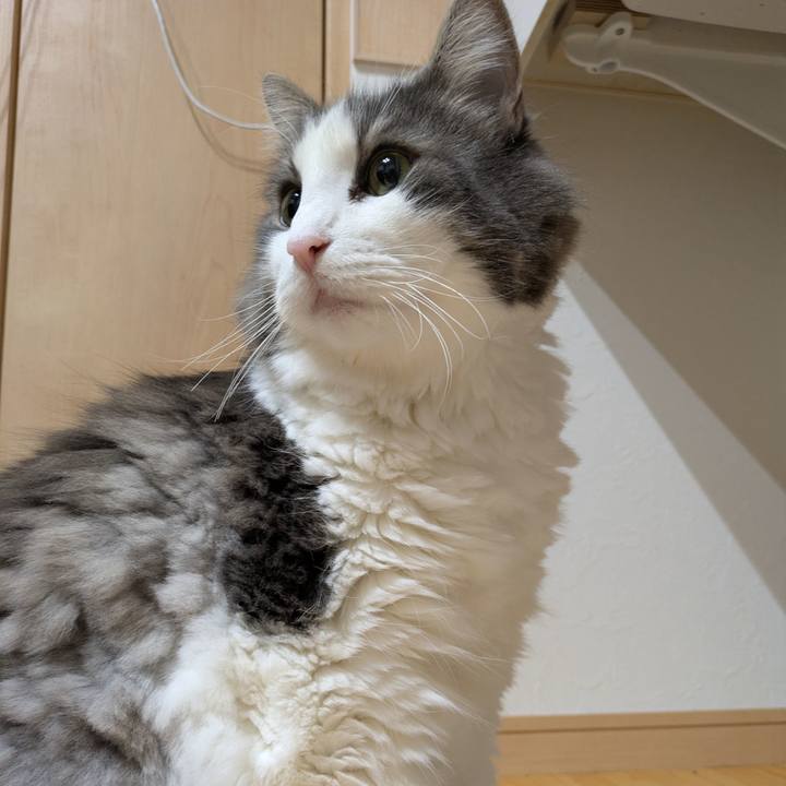 35c00cd1 77de 4c95 b682 284525e3a558 1762516430544