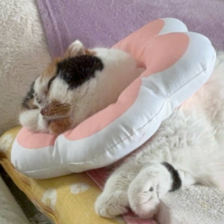 35c0f6f7 9cd3 4607 836e b59de3bccb41 1757841662781