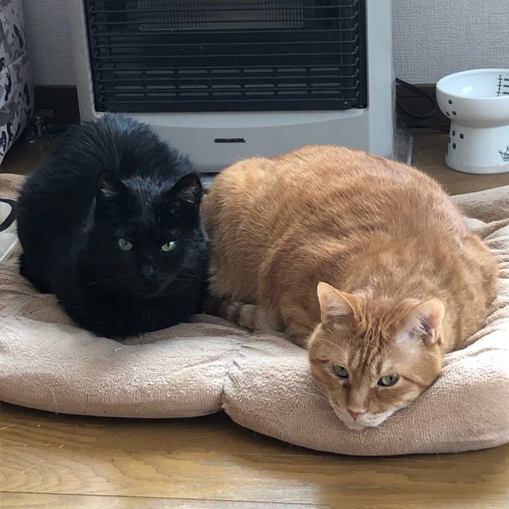 35c1c19d b103 4c97 91c8 636d3c091fe4 1613797321024