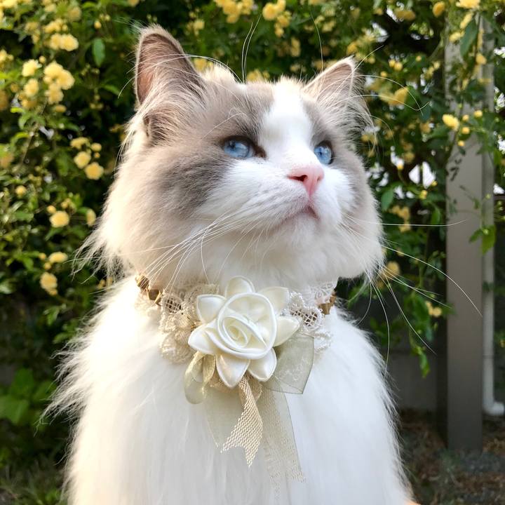 35c9daac 02c1 4f55 b1ac 33ae71b6a0d3 1597129619844