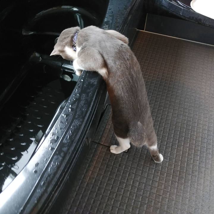 35cfae71 2152 4d94 ae63 9950b4d9455d 1595283831057