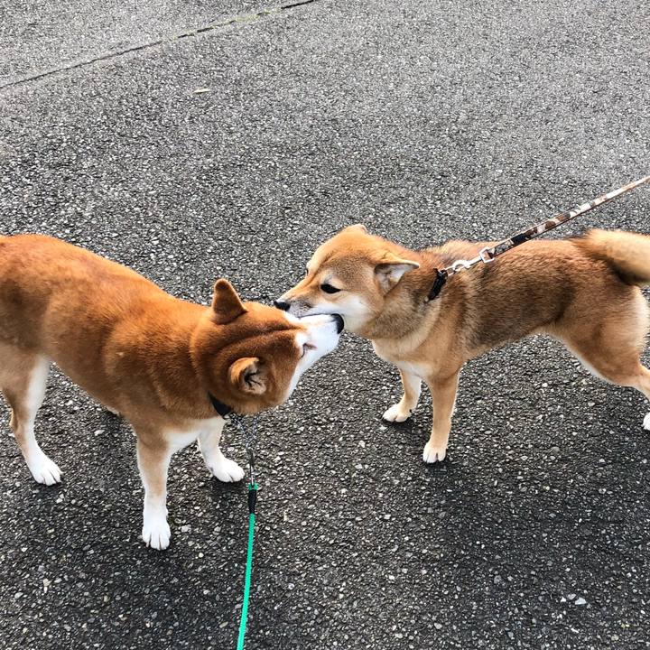 35d0ddd2 443f 43ec b724 8f474f28cc47 1542187856229