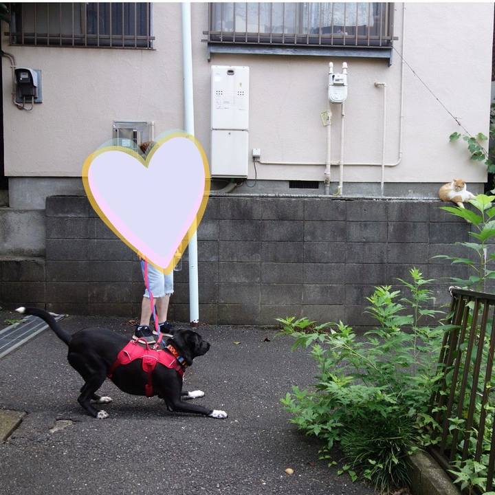 35d72c3d 633d 4453 a694 5093c762afcd 1596413232941