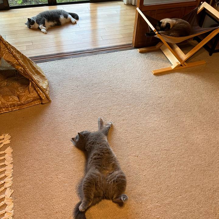 35d7ac9f a533 432c be12 862e1d3e213b 1749287939367