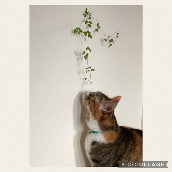 35d7ebcd ea2a 418a b6ee e692581af425 1725688978038