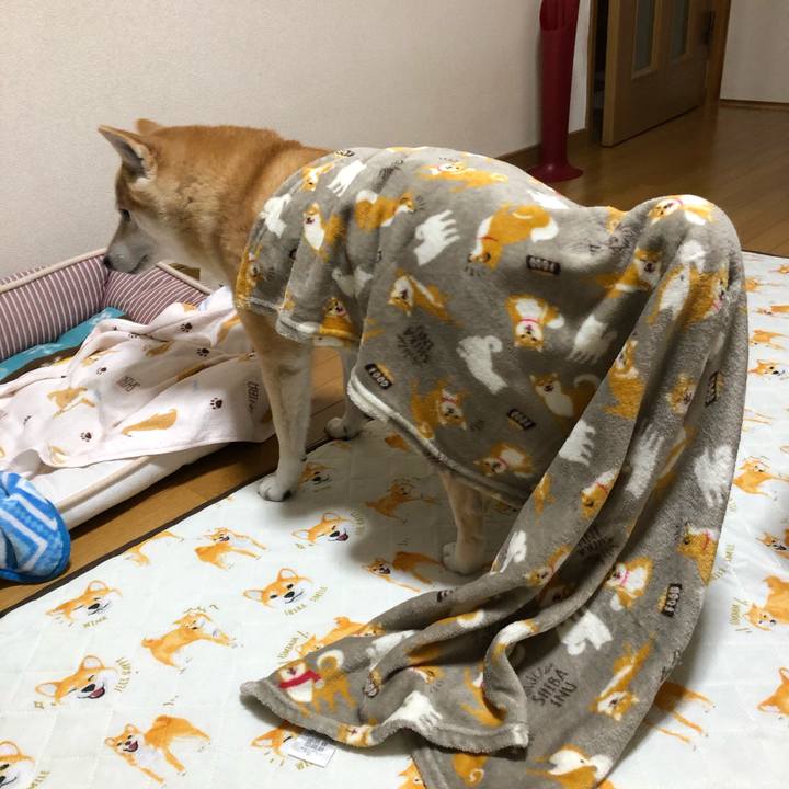 35d8336f c4d5 4010 98d5 b77e87ce96ca 1603004704605