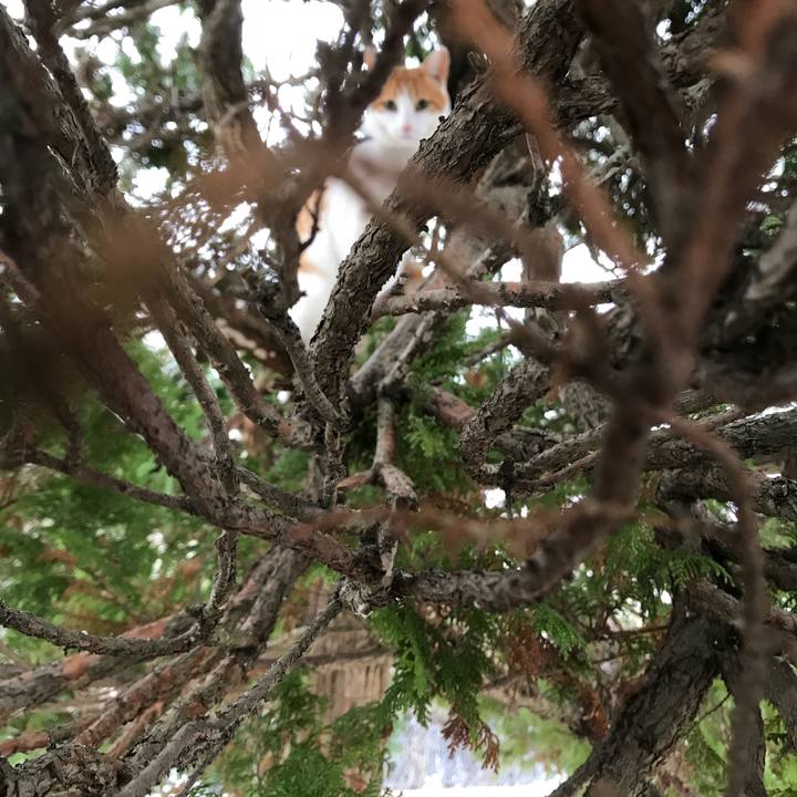 35dc988e 6a48 4b71 ac43 e45e5a4393a7 1512785261133