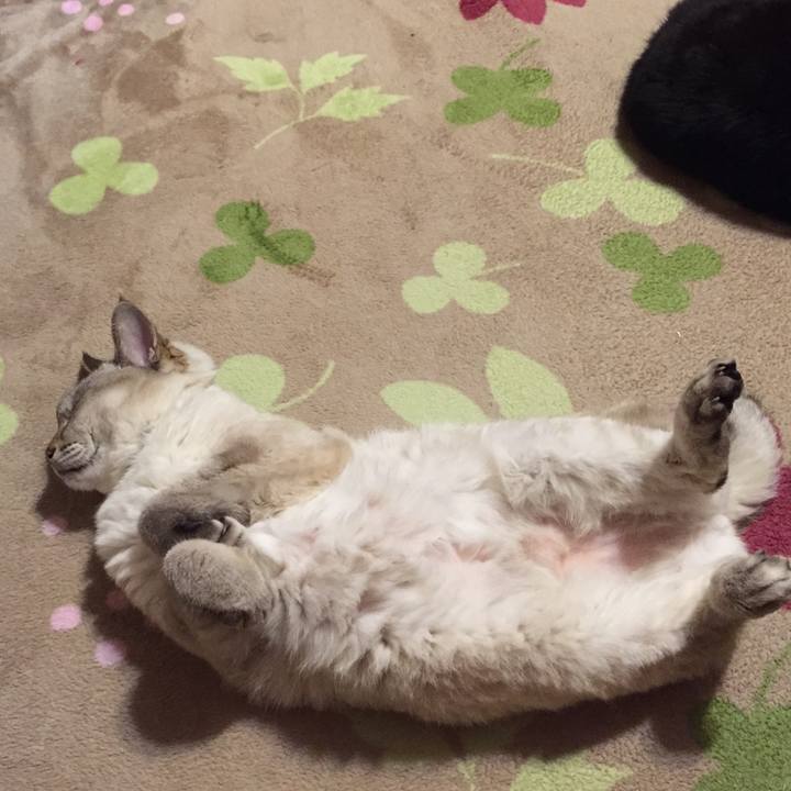 35dd99e9 e4c9 4b68 8c39 f517bfb34e2b 1544611588758