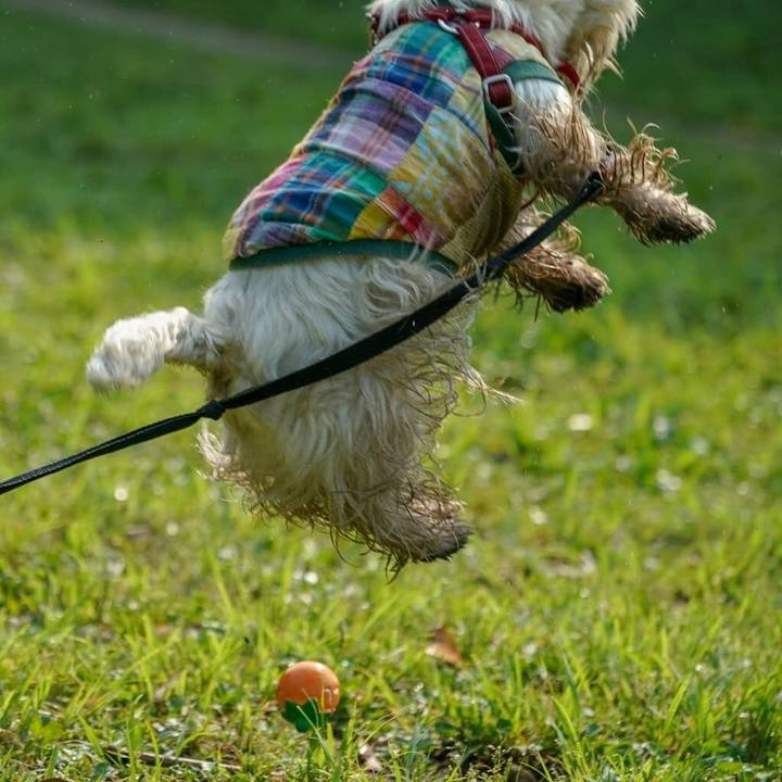 35de72f8 d0a0 44b6 824a 43a88aba82e7 1526615208756