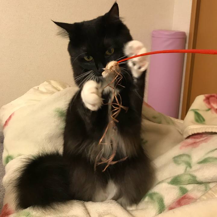 35e4b5d3 1bc8 4dc0 add9 3ee135ee69b1 1508369576955