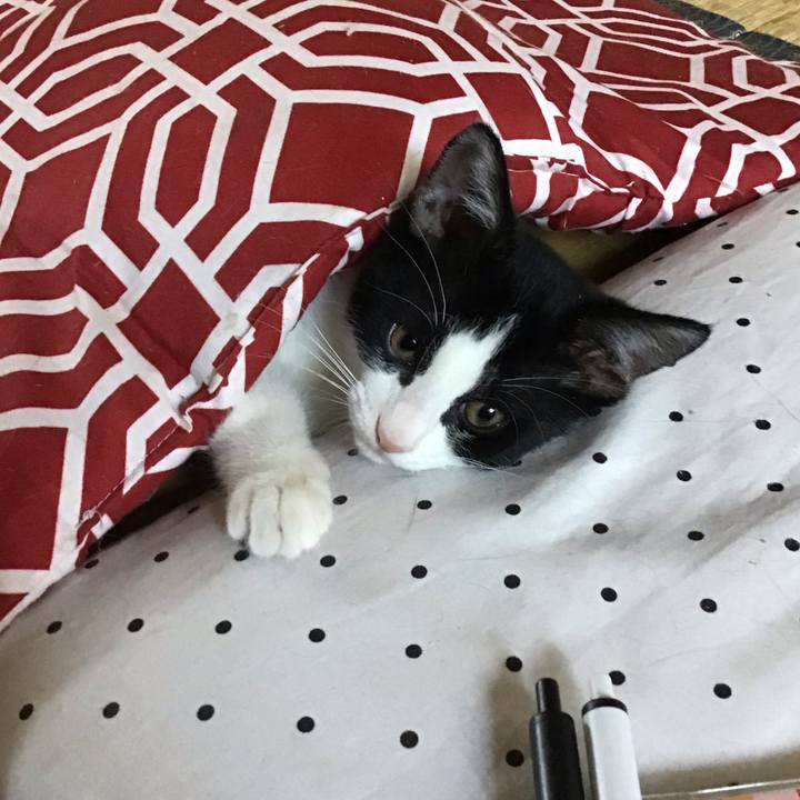 35e54db7 f9a4 4e78 ba71 091cae2934a3 1626668124180