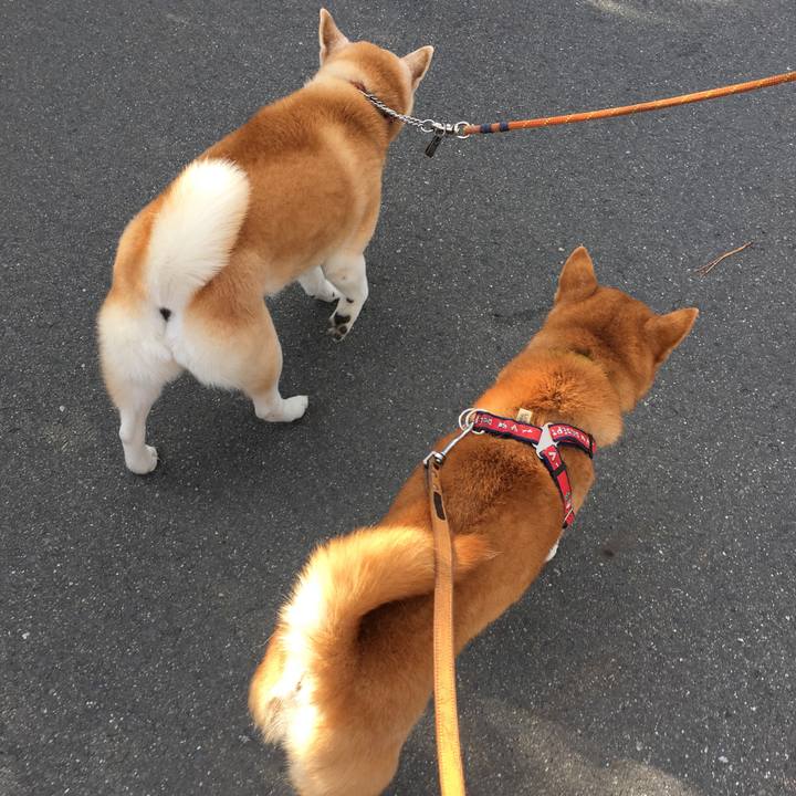 35ecbc29 c211 46cf b9e3 52d533ed5b33 1512810899771