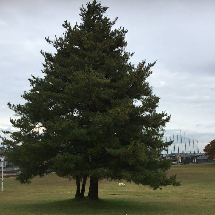 35ee174d 8284 41cd afbd 11294524f53c 1541578310988