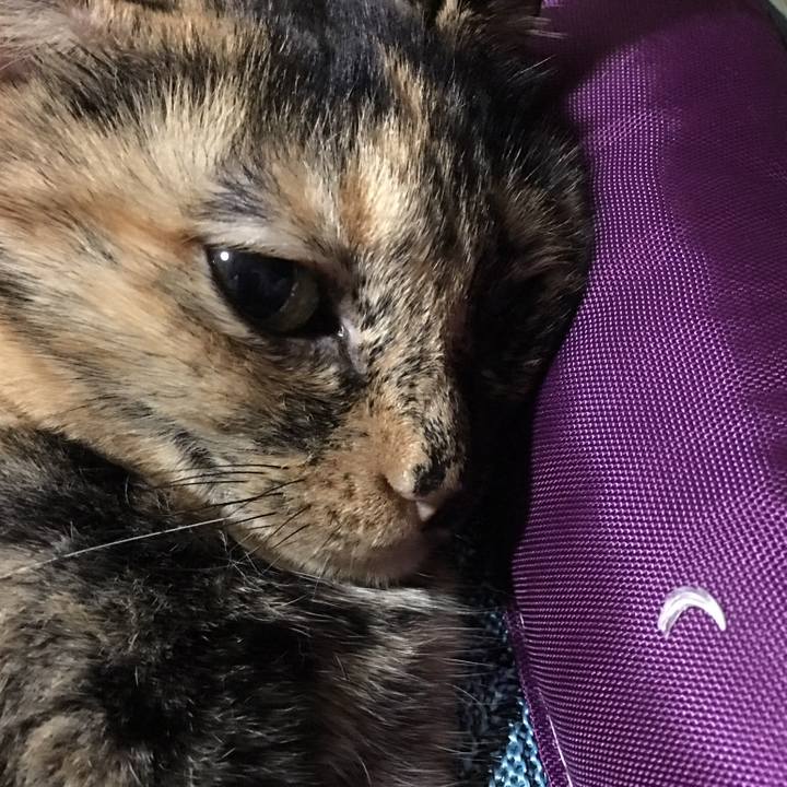 35f2dd84 43fc 42d6 b659 d70f5866a098 1508503226606