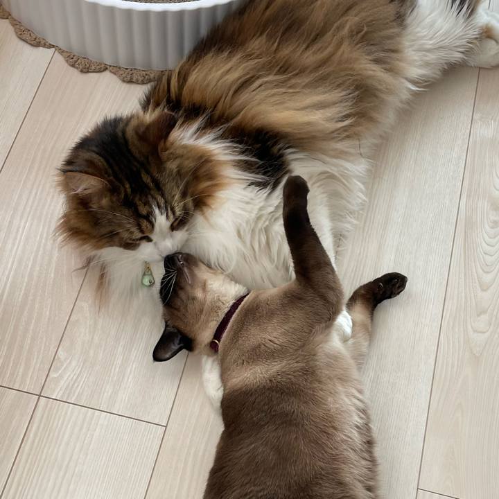 35f30cce 796c 4b0b 9591 2dfc4a9d5fc1 1746227417158