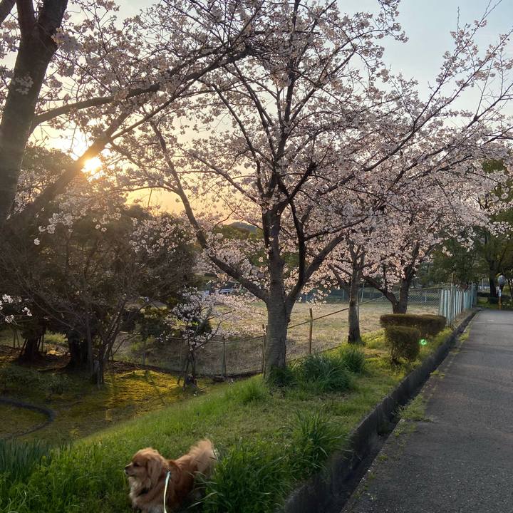 35f73768 6887 4765 8ecd 1c831adc26be 1585865001347