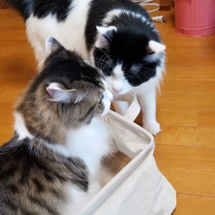 35f75f1d d36f 4ee4 afe2 4a8483df032d 1569536820412