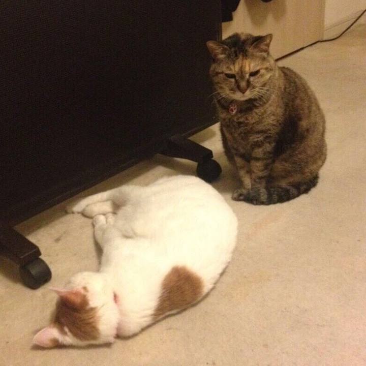 35f774d9 c4d1 48c3 98fc 162d3b51161b 1516457903593