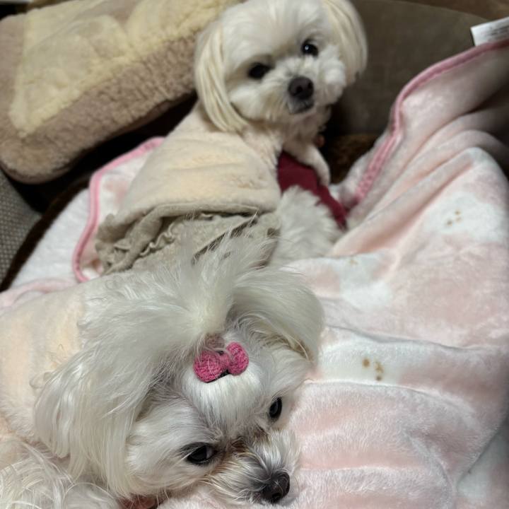 35fcfb73 d372 4894 84e7 d86f1bd58660 1735617133167