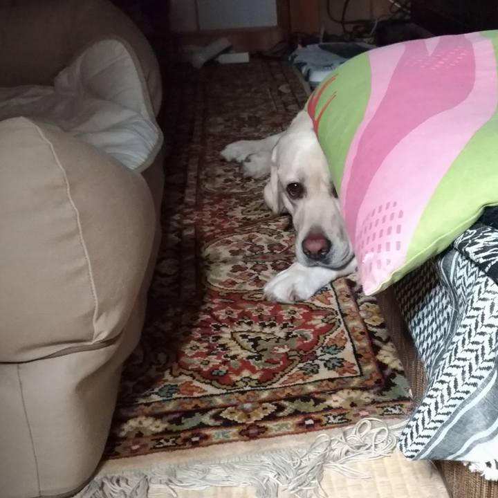 35fd98f5 48b7 4770 bc5e ec9270864288 1598492161506