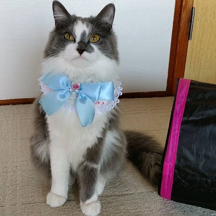 36004c99 82de 4852 b4fe 8260b27033af 1582515918728