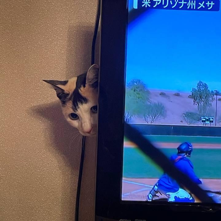 36017130 205f 486a ae67 568b94ef0b7a 1740231081456