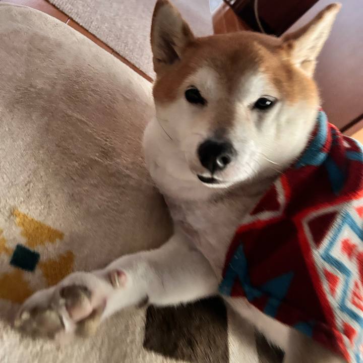 36067489 f909 437d bc85 ff9ae885eccd 1731738261544