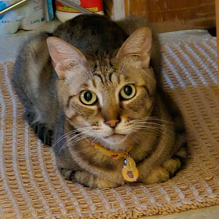 3608a7f9 1c8a 4397 aff0 e0e0339781b1 1760855880131