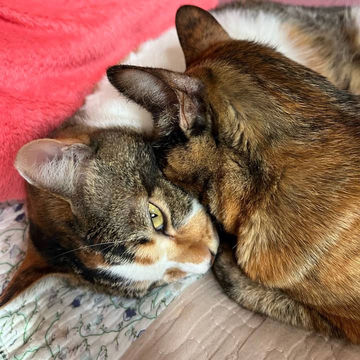 360a8534 116e 436b b852 77e3ff9e61ba 1765674423934