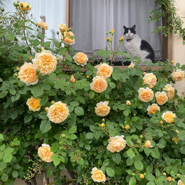 36108874 a667 4481 8e2a 71b1becff5fc 1748038216598