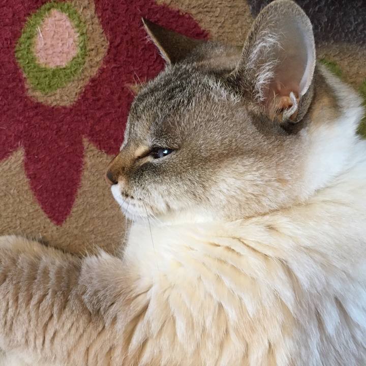 36112045 e8ba 4af7 b3f5 a238b2a40463 1554241691624