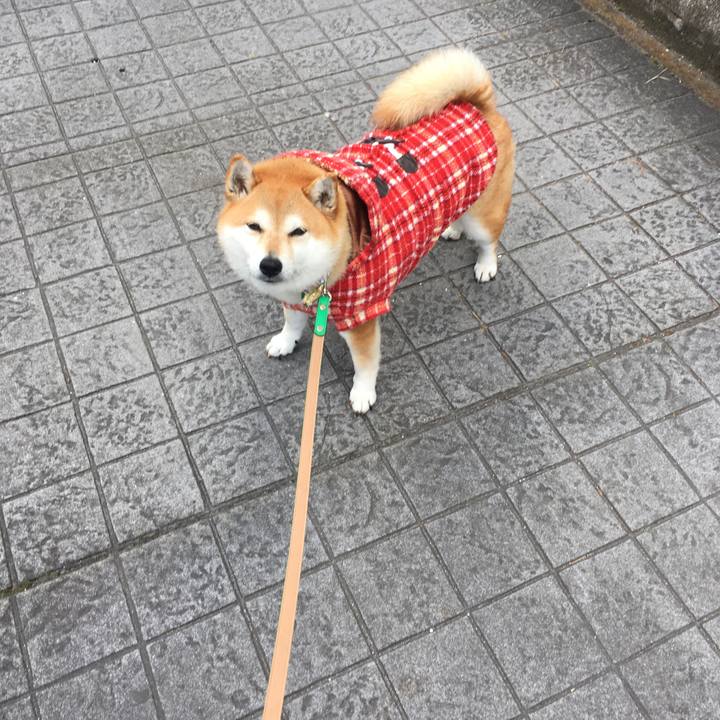 36115ae2 d1b7 4a54 abcf caa77d24ddae 1608610682595