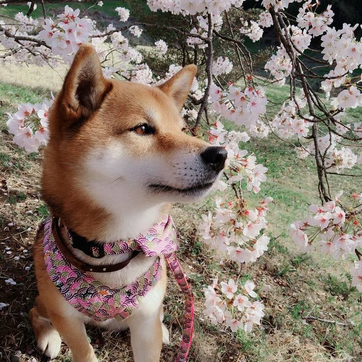 36144c73 b133 4748 be96 698073b1e4b9 1522313661633