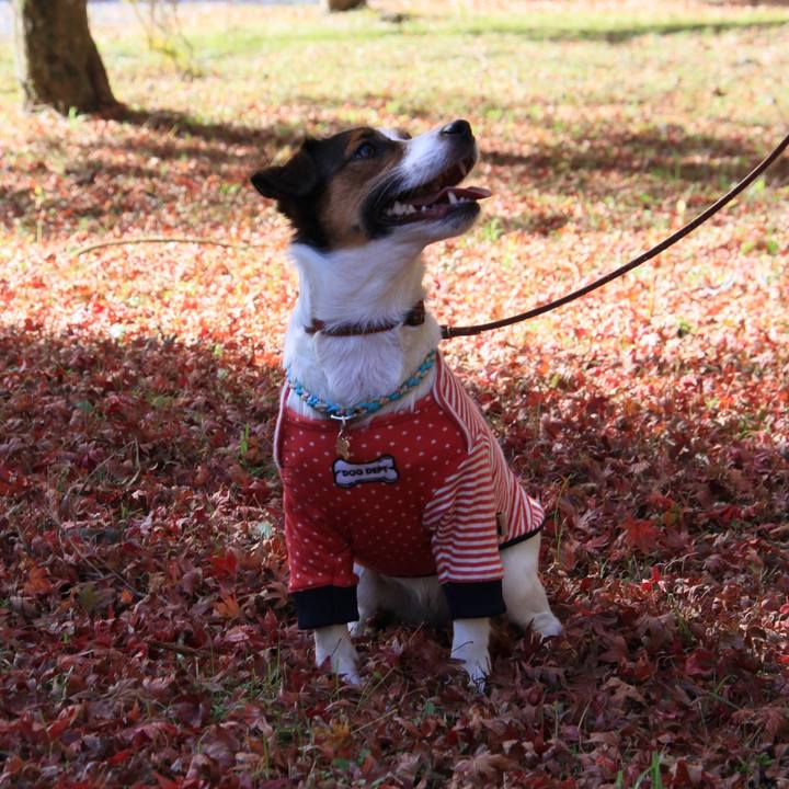 361581a0 201e 43f6 b042 674713d4c6af 1510561164652