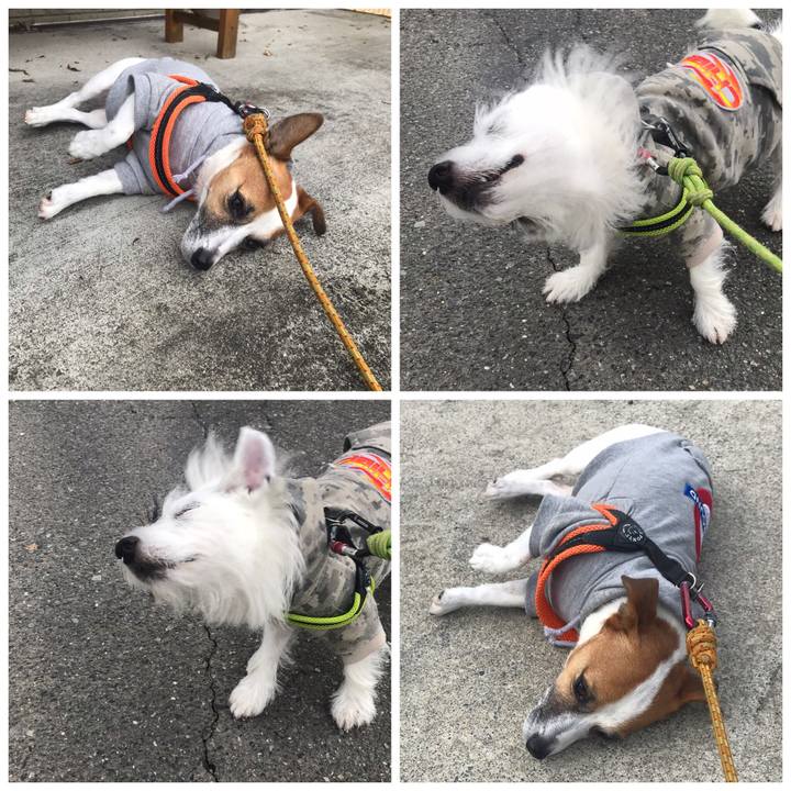 3616e8fd db33 4b84 a854 c983cc48691e 1541551073898