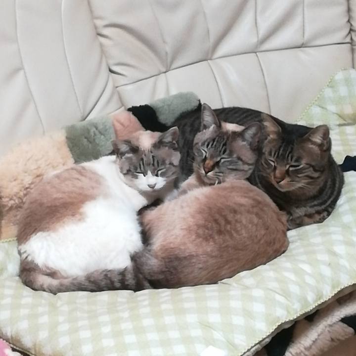 36197256 d189 4749 a9f5 a9f0393c0238 1546137348277