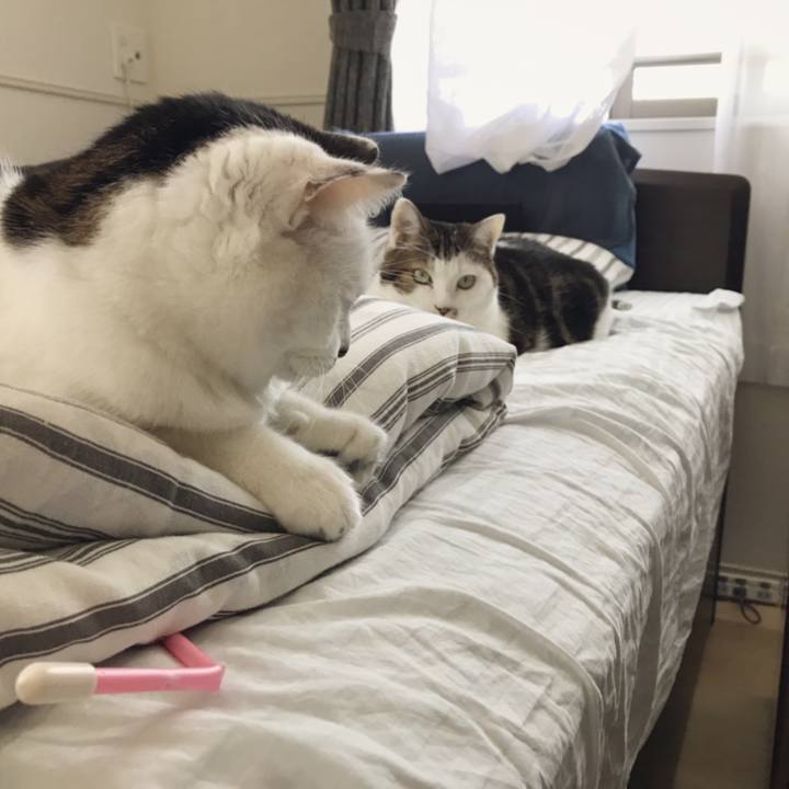 361b1559 e64f 4d93 a8ec fdd8bf524c88 1541418573421