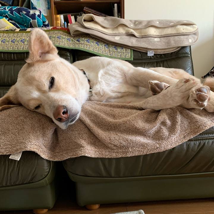 361b7a0d 8951 446a 91fe e00058b77adc 1577944928966