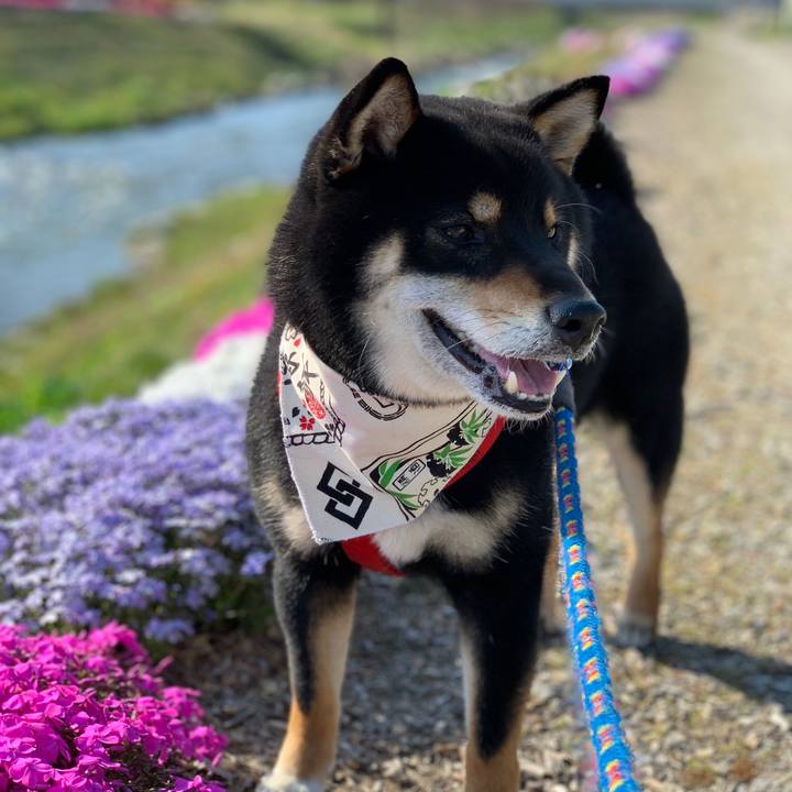 361f5d09 c709 416f ab2f 790977722a47 1588340879213