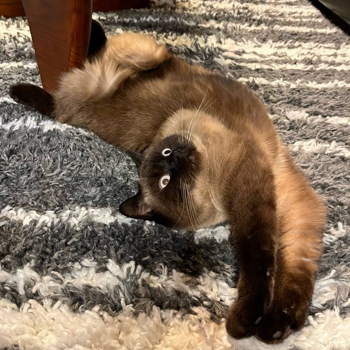 36203855 4423 41e1 ac06 a7119a3c5298 1702551372539