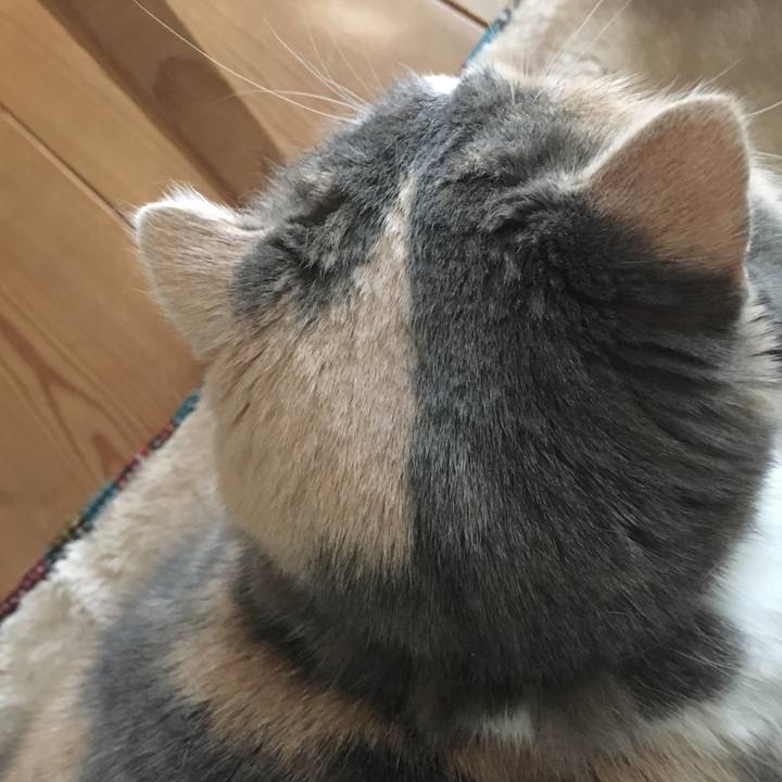 36211265 b941 42e8 833d c0f25f045546 1544441746115