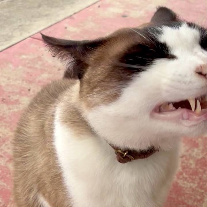 3624b293 e2ca 4e28 bf91 3cd97d6c3357 1747381351711