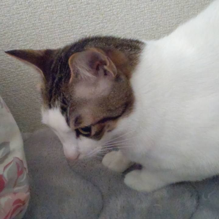 362914f1 463d 429e bcd3 5766bbbd0d8a 1679266036409