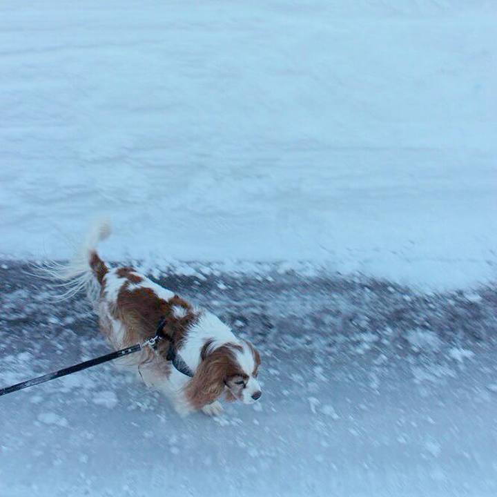 3633340d ed12 4999 81be 1a82be3f54df 1518561989762