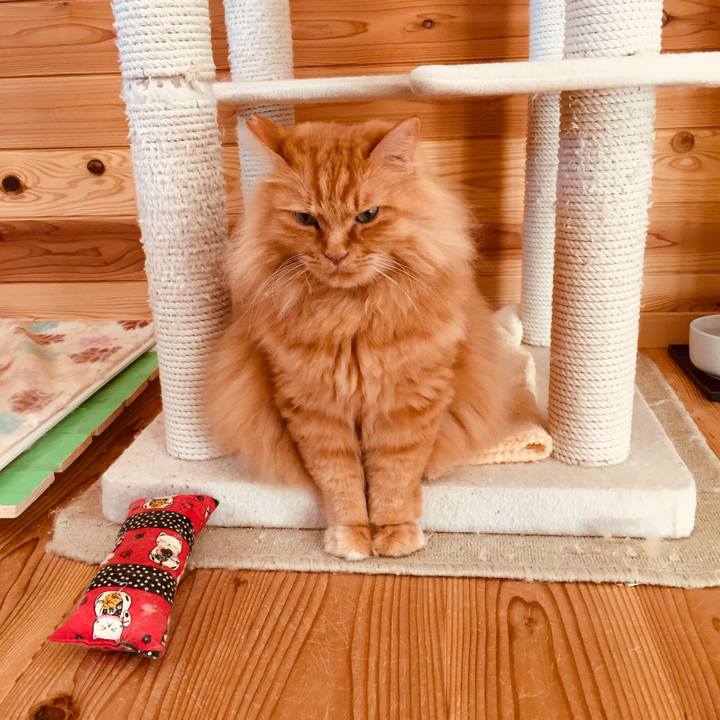 36372643 ccb4 4d67 a4c5 c23ce24f1c66 1585349834247