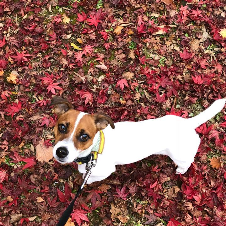 363867a4 daf8 43a7 9010 89d291dd1432 1542631521772