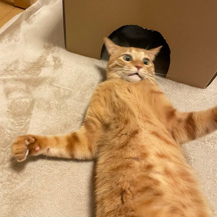 363aad06 e89f 4c77 9124 061a251148d9 1763718534907