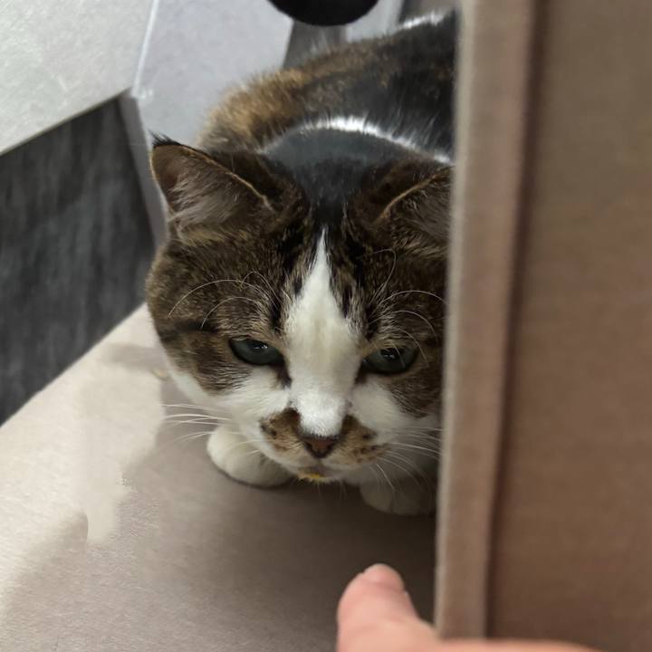 363af0e6 f4bb 4b86 ad8d 73b8ba0ff998 1762298384741