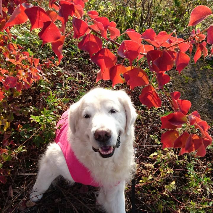 36420ad4 5268 46eb b9c0 b96e9acb9529 1543133175991