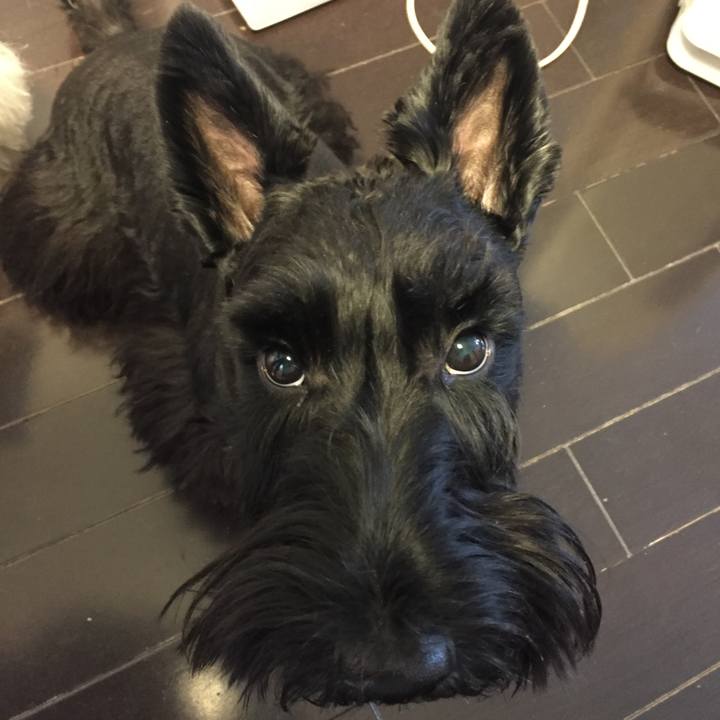 3644d646 de7d 4b05 b221 a2b71c66ca6e 1512440992305